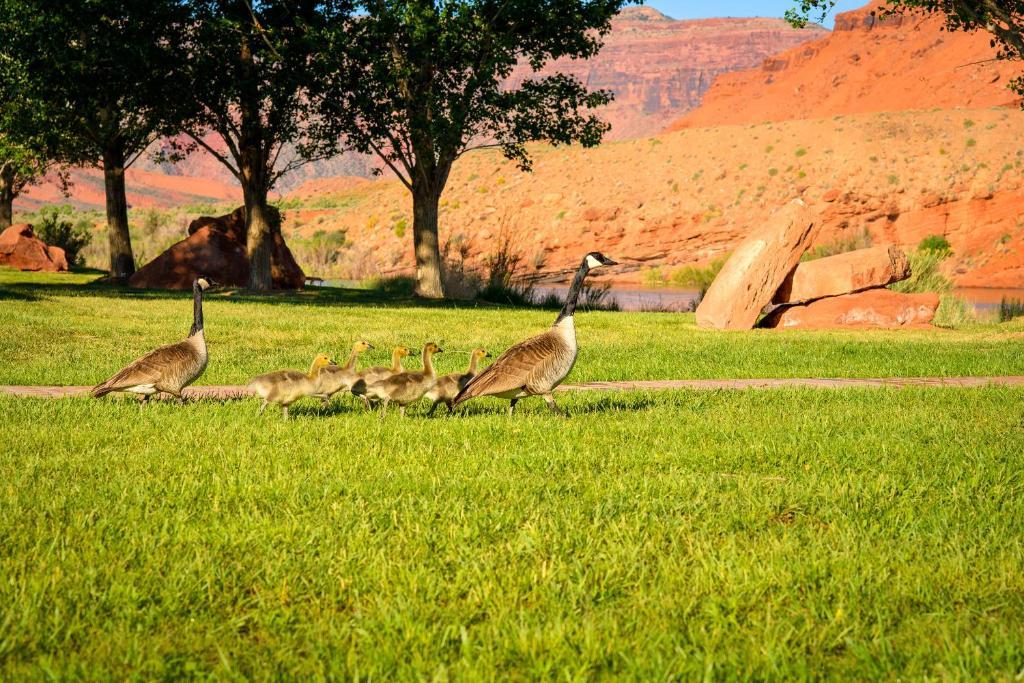 Sorrel River Ranch Resort & Spa Moab Kültér fotó